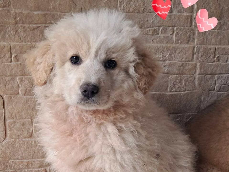 Adozione cane, femmina, Razza sconosciuta Razza sconosciuta, 2 mesi, taglia grande, Brescia