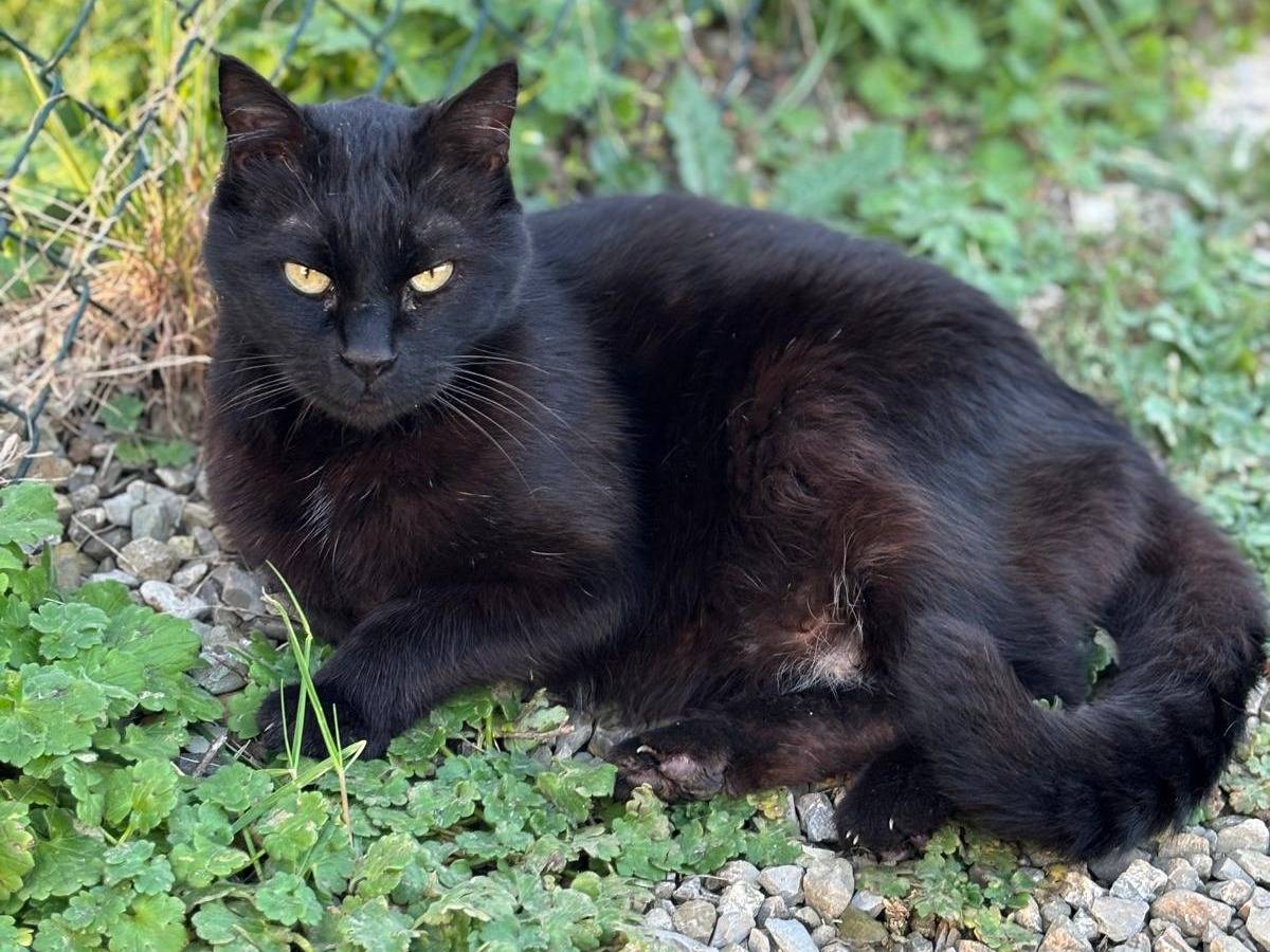 Adozione gatto, maschio, Razza sconosciuta Razza sconosciuta, 5 anni e 2 mesi, taglia non valida, Pisa