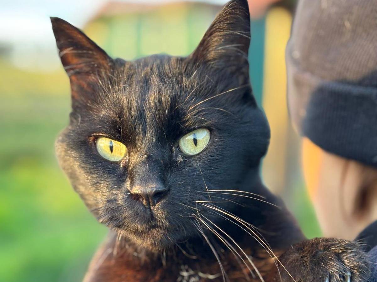 Adotta un gatto, taglia non valida, maschio, Pisa