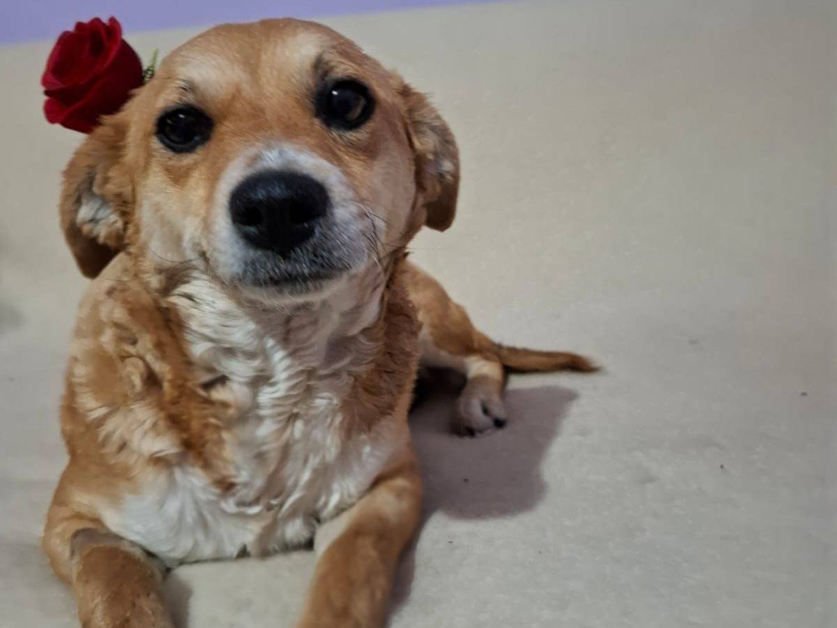 Adozione cane, femmina, Razza sconosciuta Razza sconosciuta, 2 anni e 2 mesi, taglia media contenuta, Varese