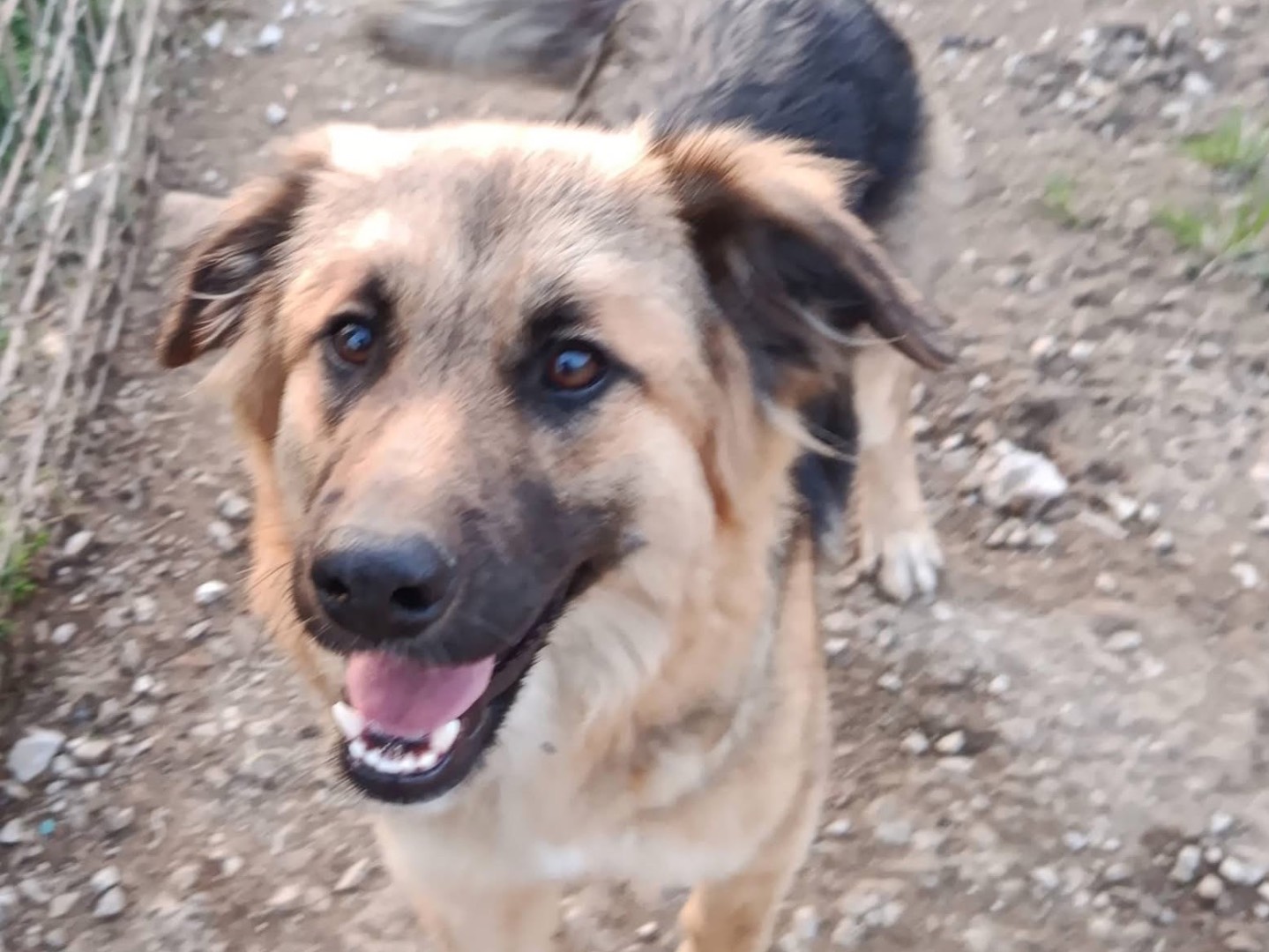 Adozione cane, femmina, Razza sconosciuta Razza sconosciuta, 8 mesi, taglia media, Avellino