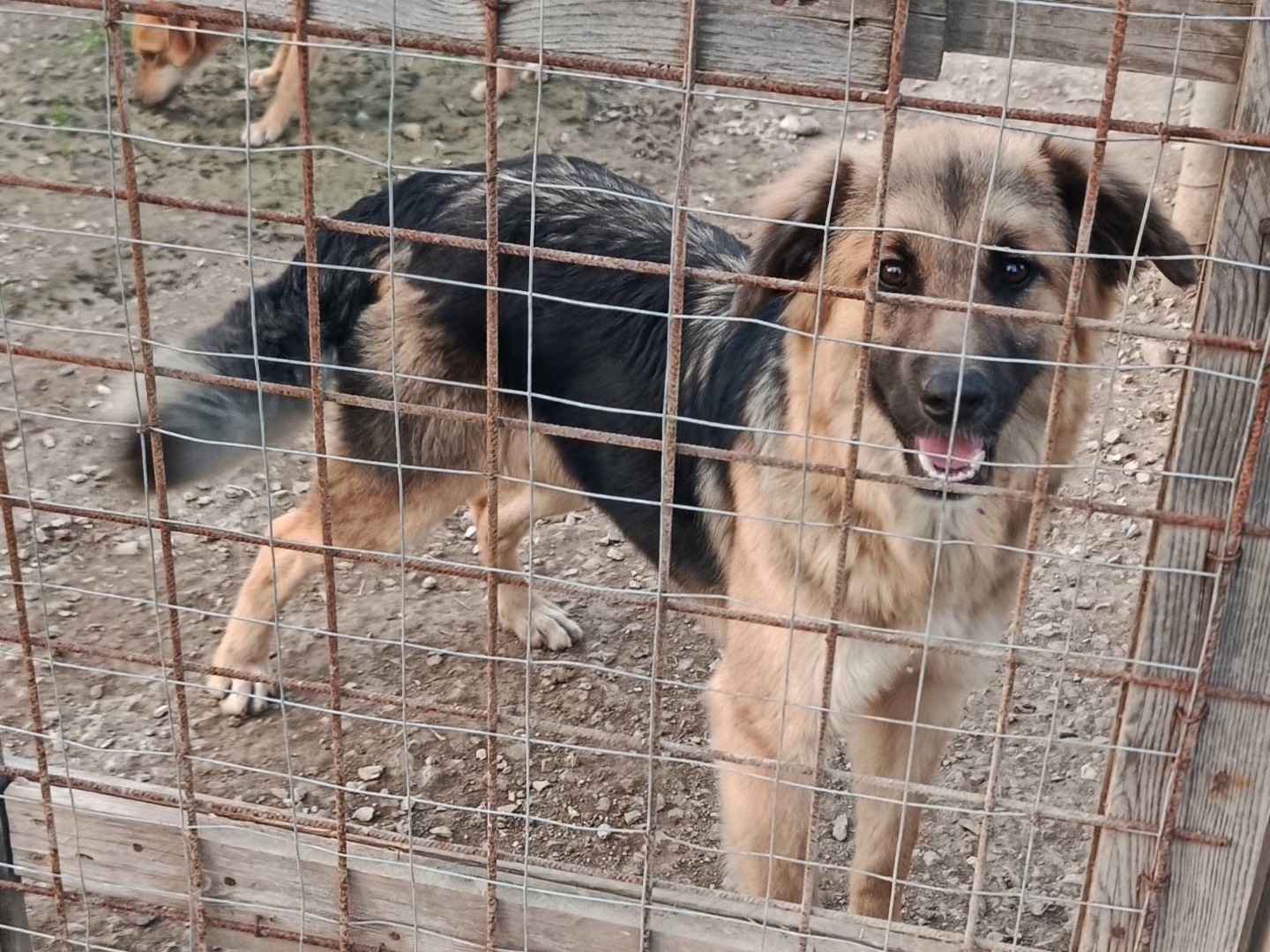 Adotta un cane, femmina, 8 mesi, Avellino