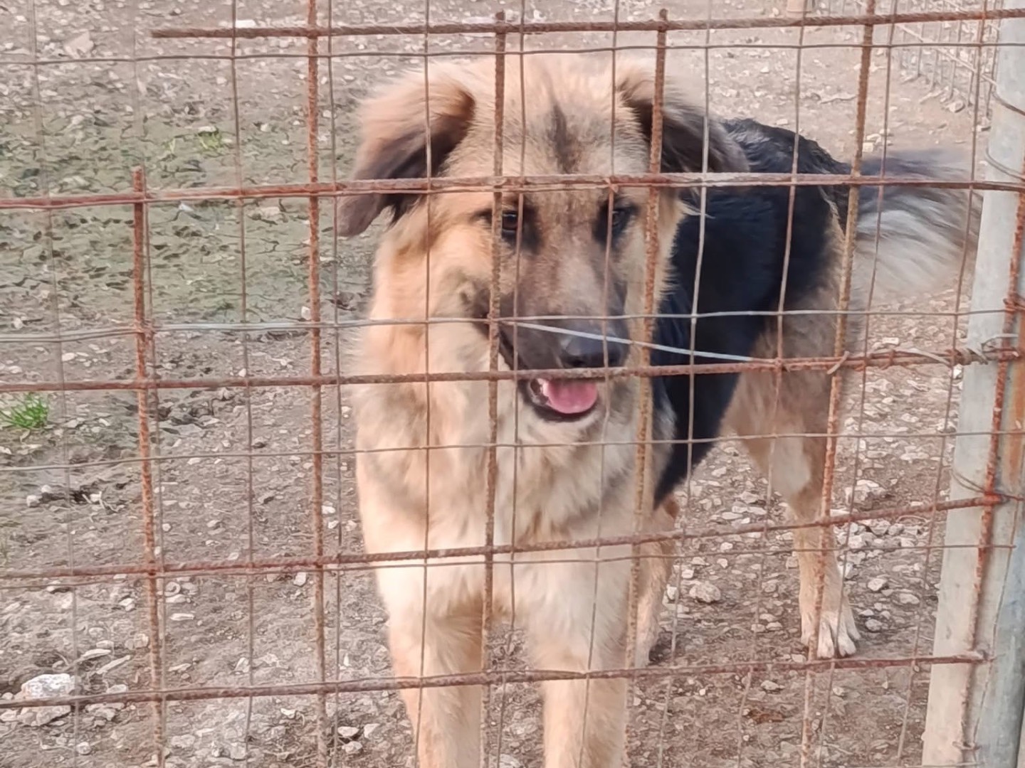 Vuoi adottare un cane a Avellino?