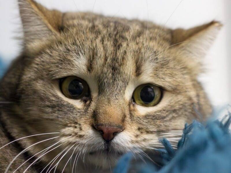 Adozione gatto, femmina, Razza sconosciuta Razza sconosciuta, 1 anno e 7 mesi, taglia non valida, Monza