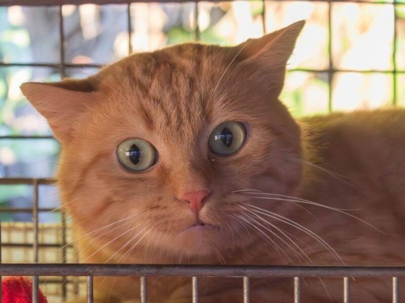 Adozione gatto, maschio, Razza sconosciuta Razza sconosciuta, 23 anni e 2 mesi, taglia non valida, Monza