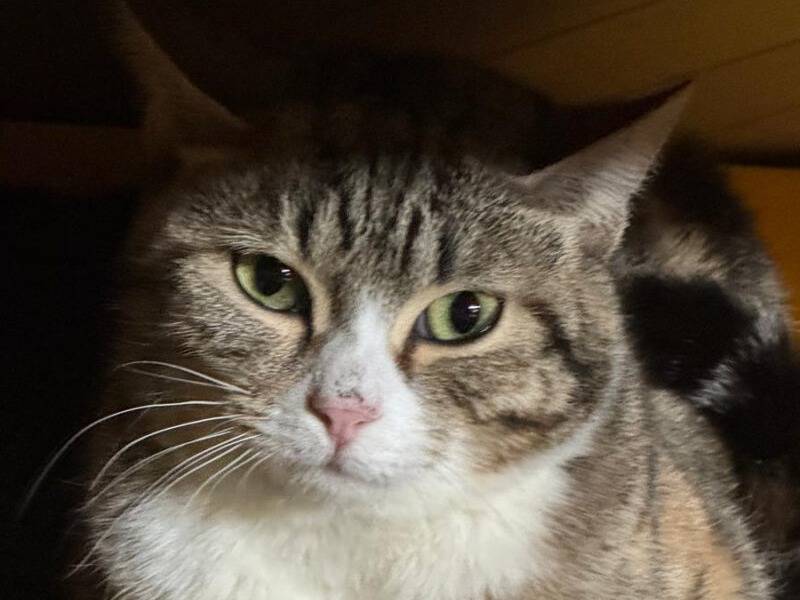 Adozione gatto, femmina, Razza sconosciuta Razza sconosciuta, 1 anno, taglia non valida, Monza