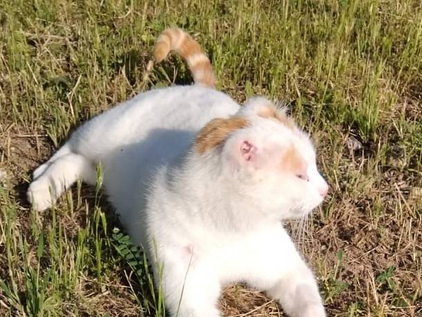 Adotta un gatto, taglia non valida, maschio, Barletta