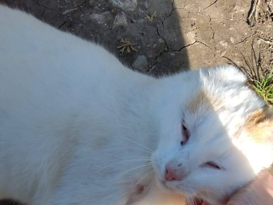 Vuoi adottare un gatto a Barletta?