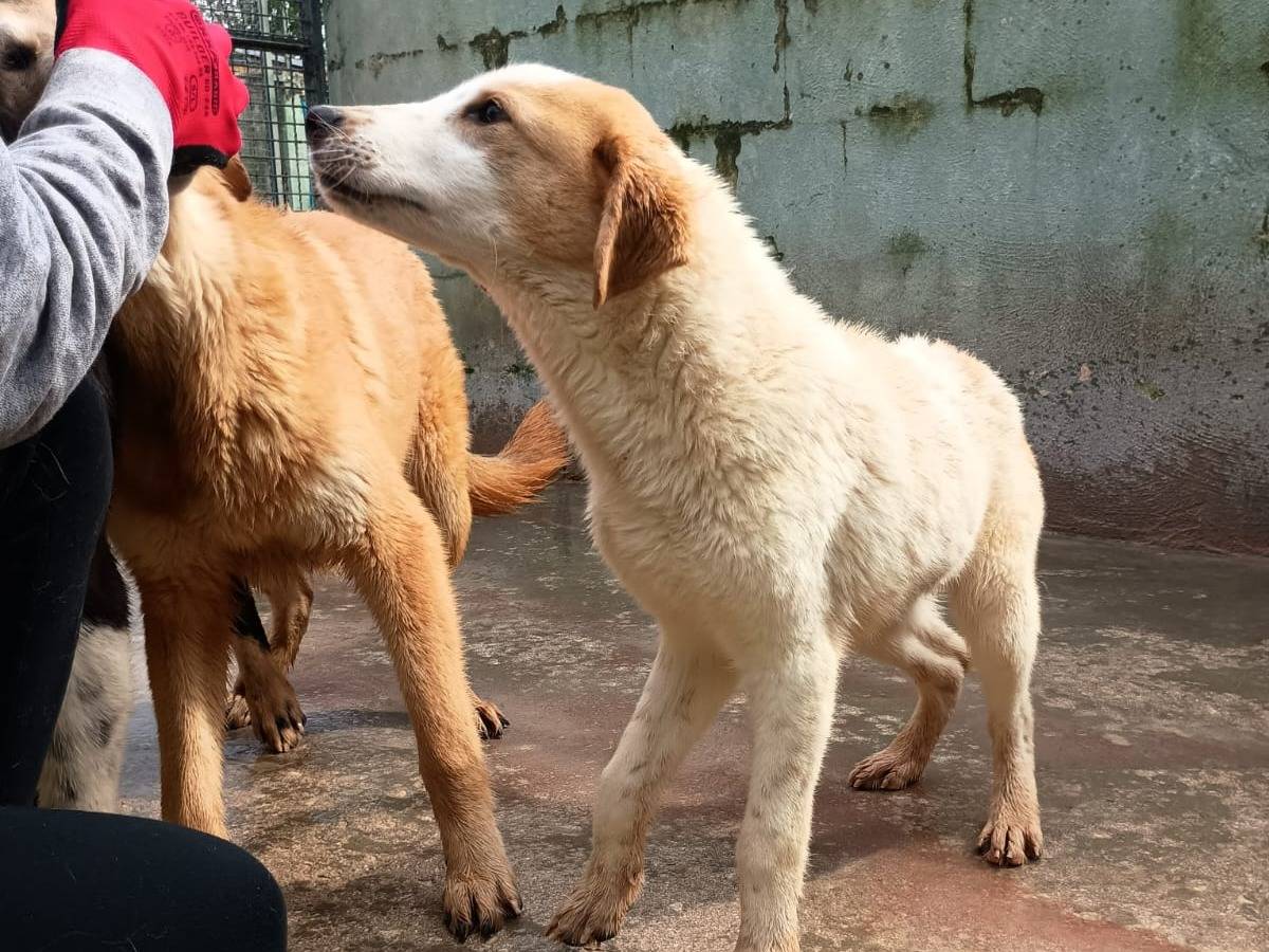 Adotta un cane, taglia media contenuta, maschio, Caserta