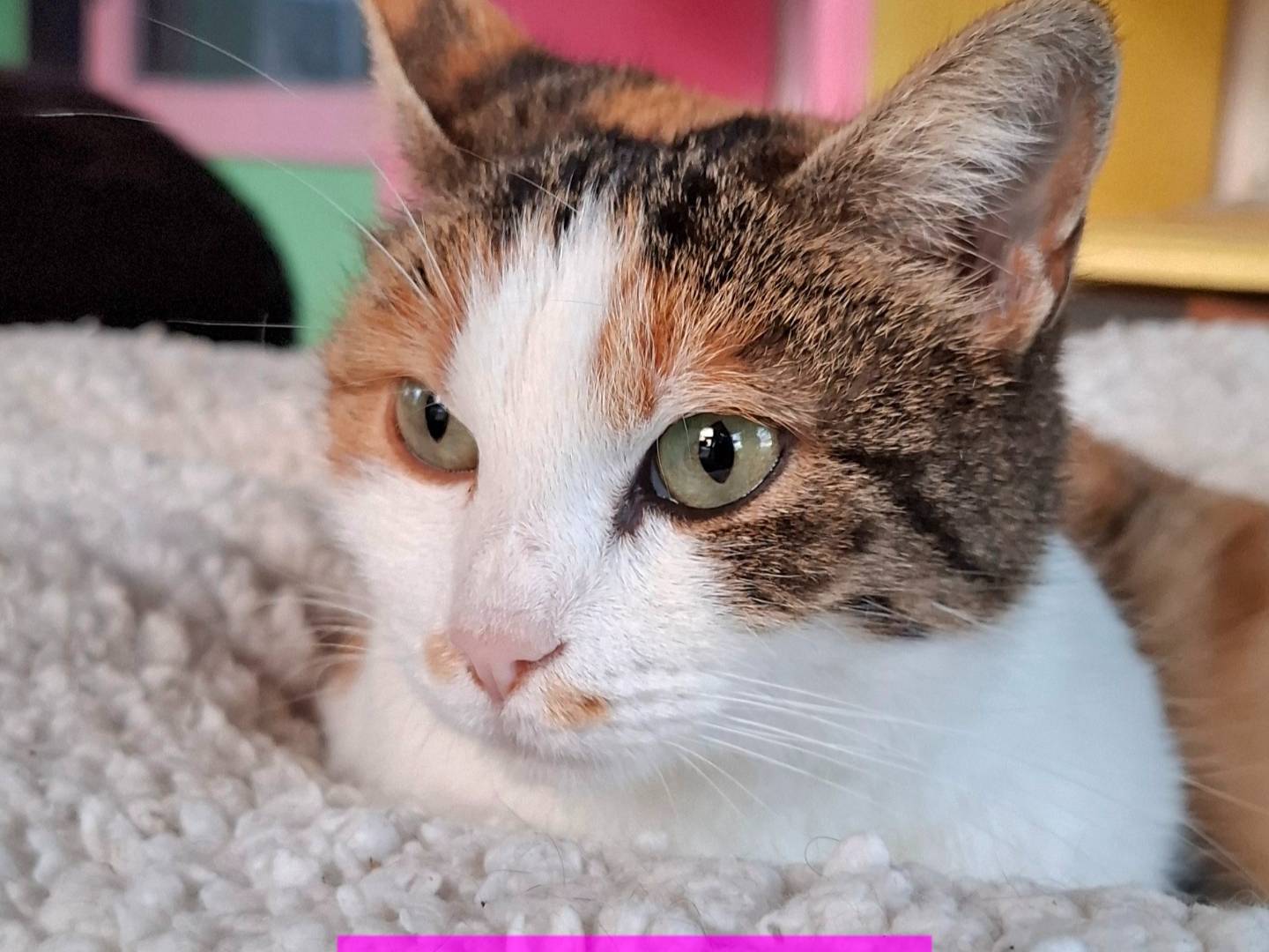 Adozione gatto, femmina, Razza sconosciuta Razza sconosciuta, 2 anni e 6 mesi, taglia non valida, Latina