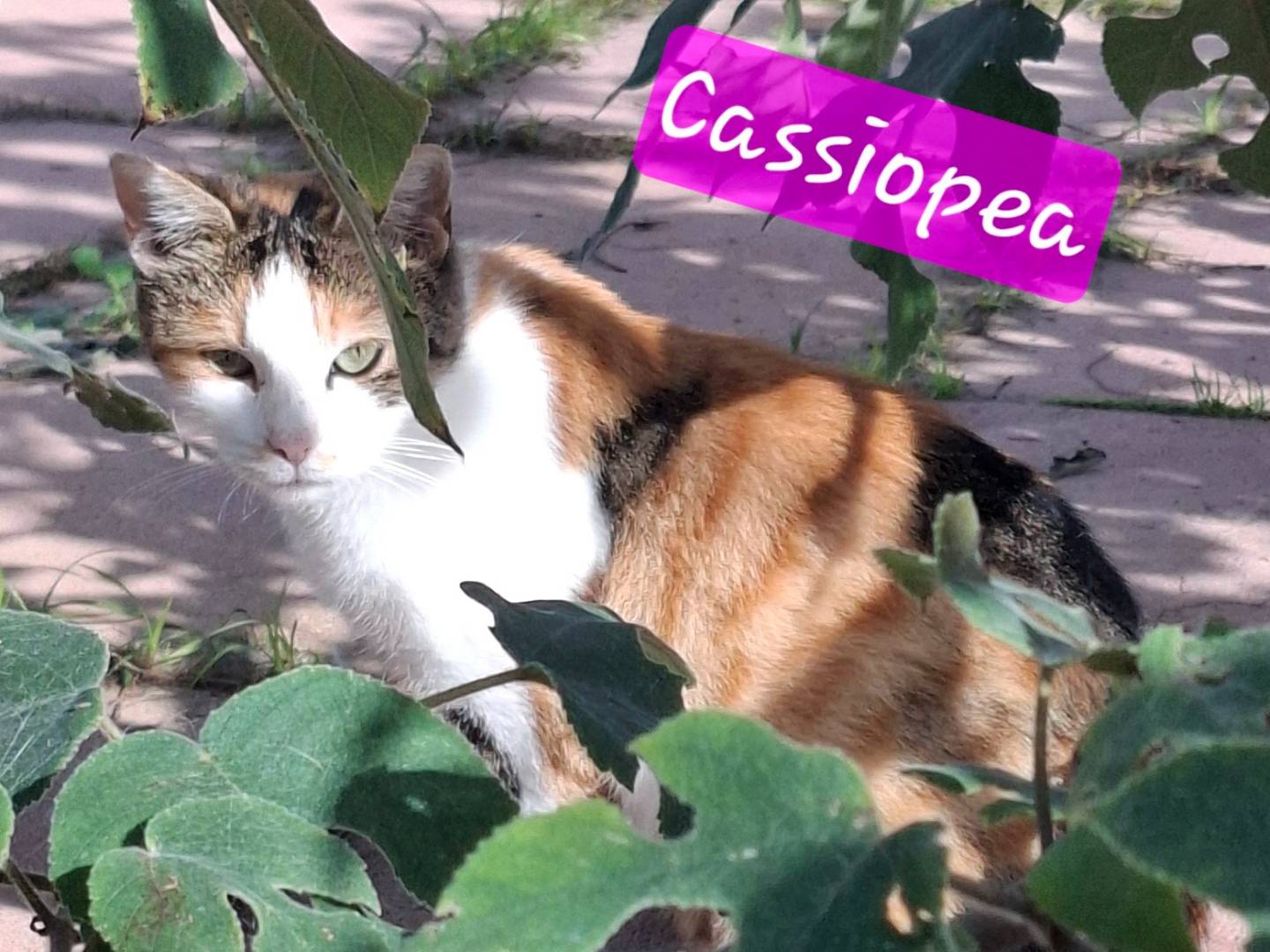 Vuoi adottare un gatto a Latina?