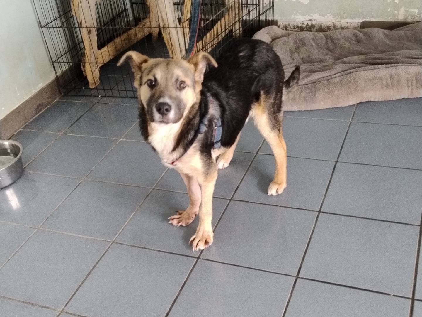 Adozione cane, maschio, Razza sconosciuta Razza sconosciuta, 8 mesi, taglia media, Agrigento