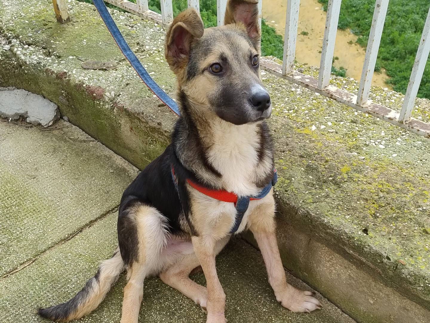 Adotta un cane, taglia media, maschio, Agrigento