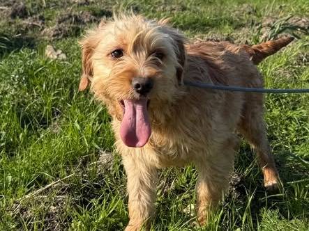 Adozione cane, femmina, Razza sconosciuta Razza sconosciuta, 9 mesi, taglia media contenuta, Matera