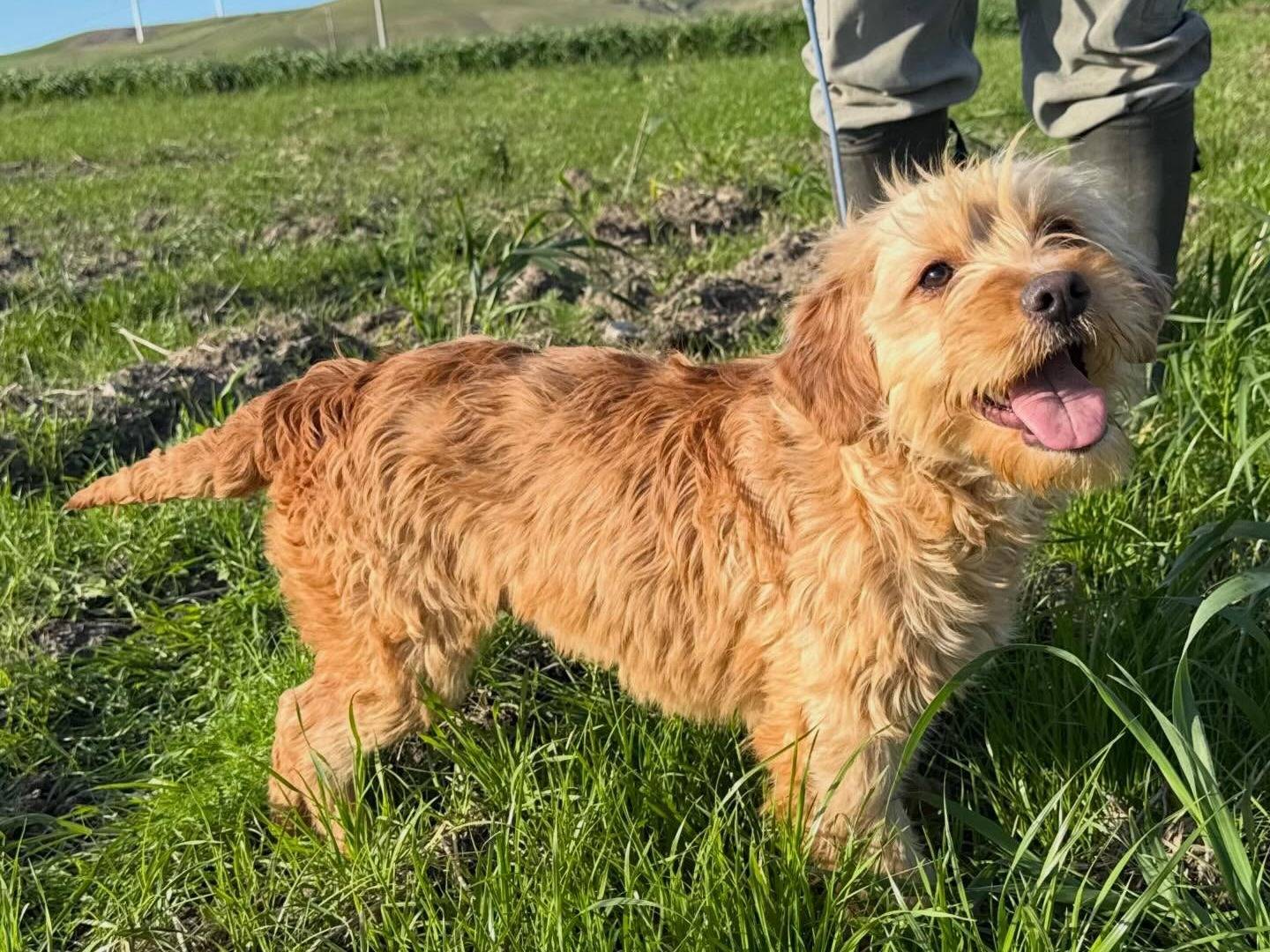 Adotta un cane, femmina, 9 mesi, Matera