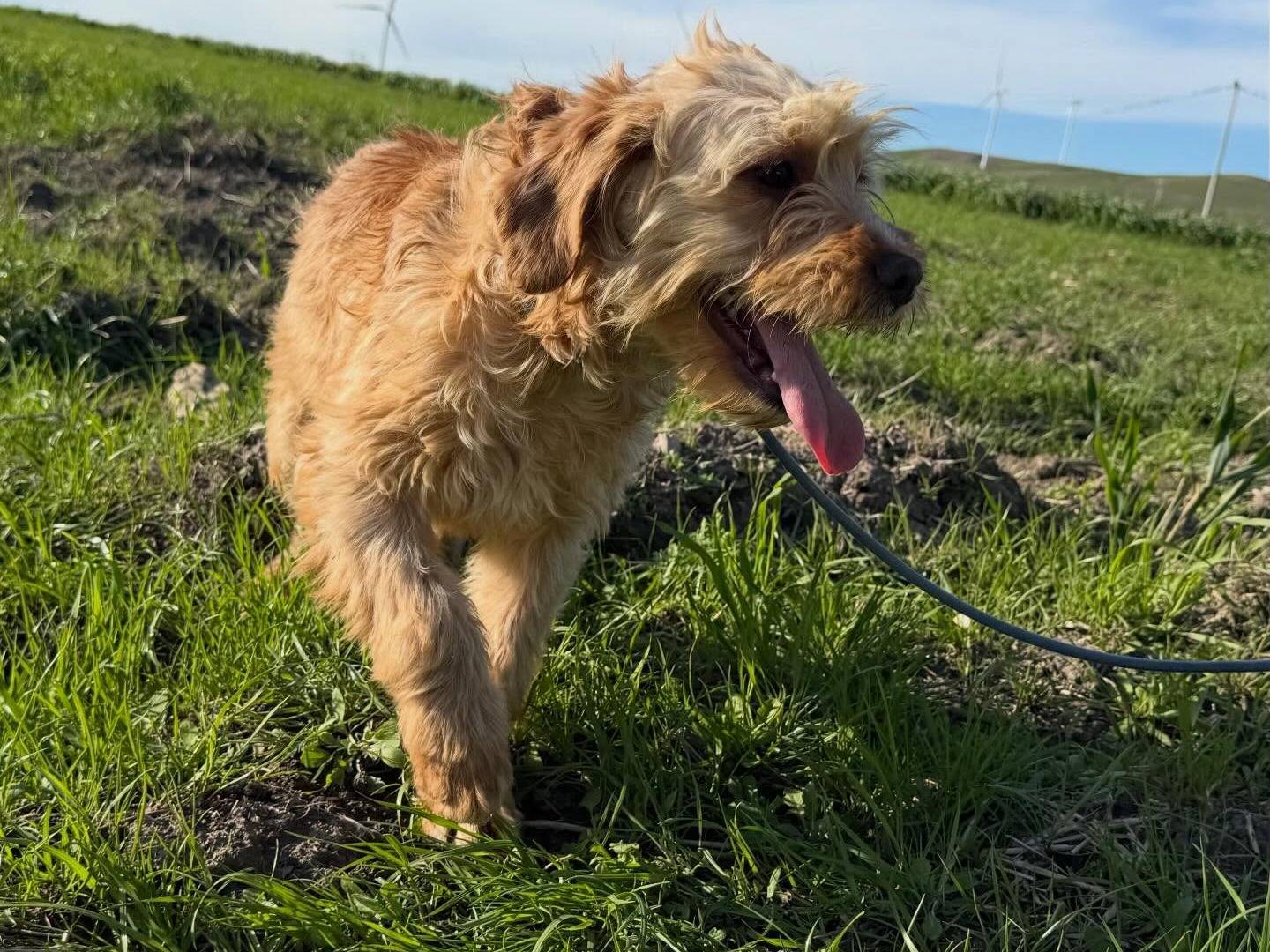 Adotta un cane, taglia media contenuta, femmina, Matera