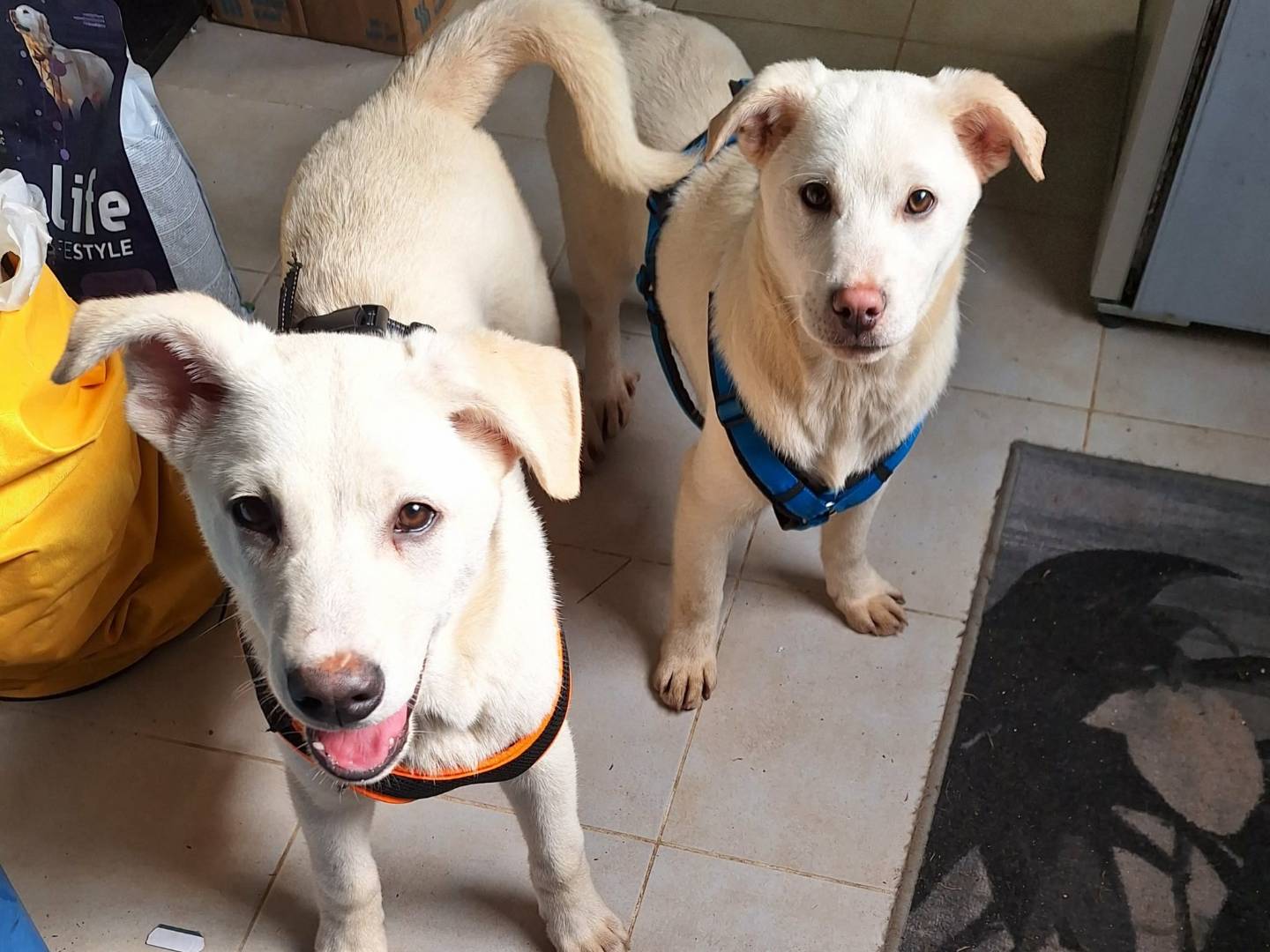 Adotta un cane, maschio, 5 mesi, Bari