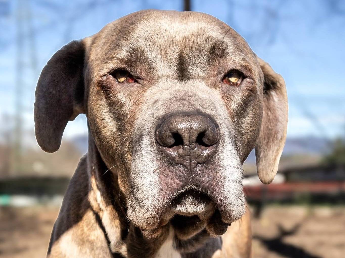 Adozione cane, maschio, Razza sconosciuta Corso, 2 anni e 1 mese, taglia grande, Brescia