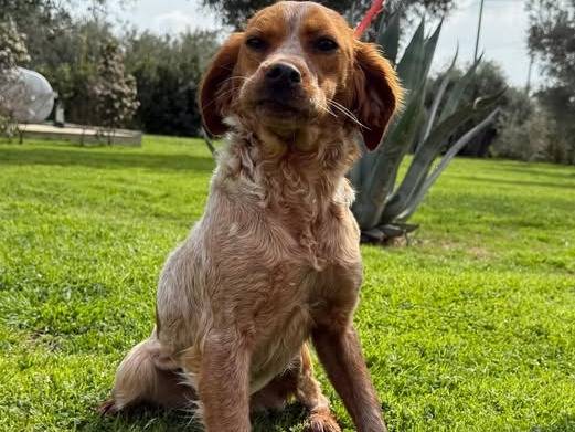 Adozione cane, femmina, Breton Razza sconosciuta, 9 mesi, taglia piccola, Matera
