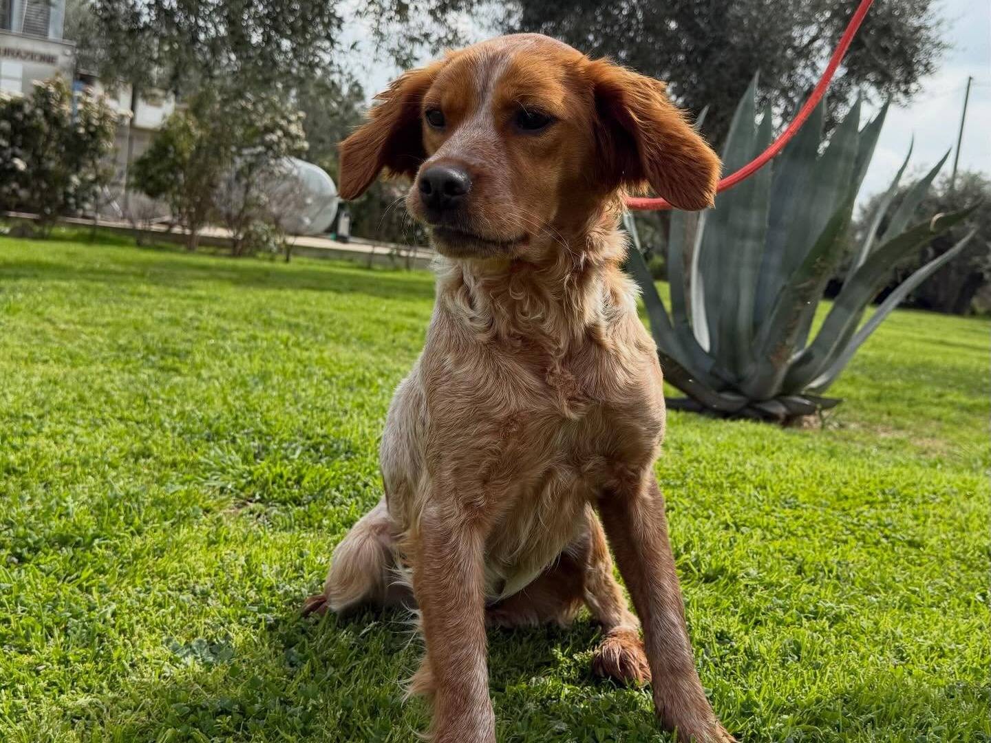 Adotta un cane, taglia piccola, femmina, Matera