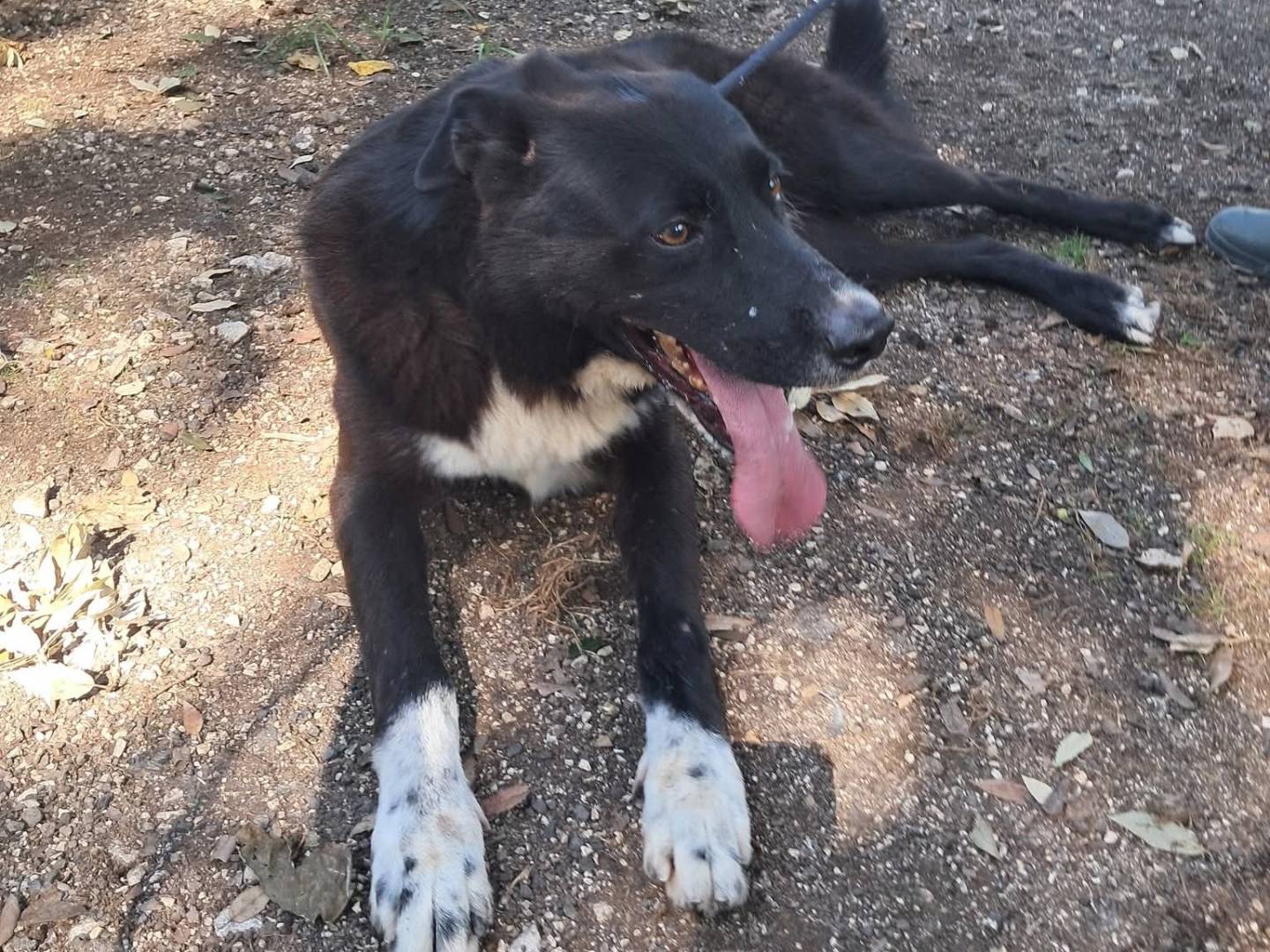 Adozione cane, maschio, Razza sconosciuta Razza sconosciuta, 10 anni, taglia media, Caserta