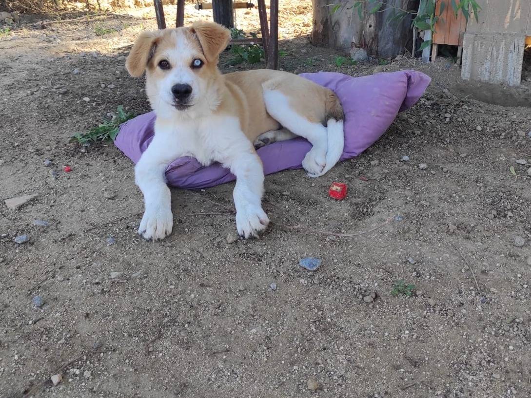 Adozione cane, femmina, Razza sconosciuta Razza sconosciuta, 6 mesi, taglia gigante, Catanzaro