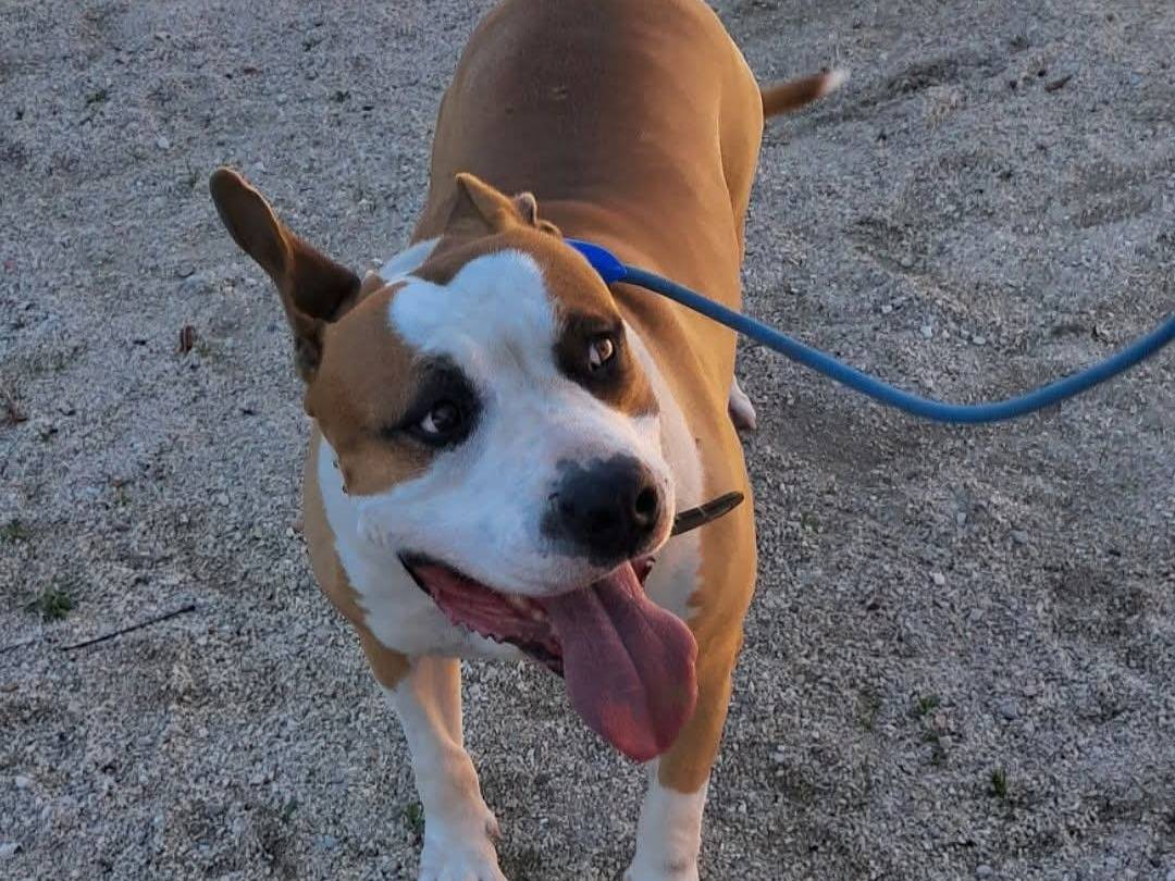 Adozione cane, maschio, Amstaff Razza sconosciuta, 5 anni, taglia grande, Caserta