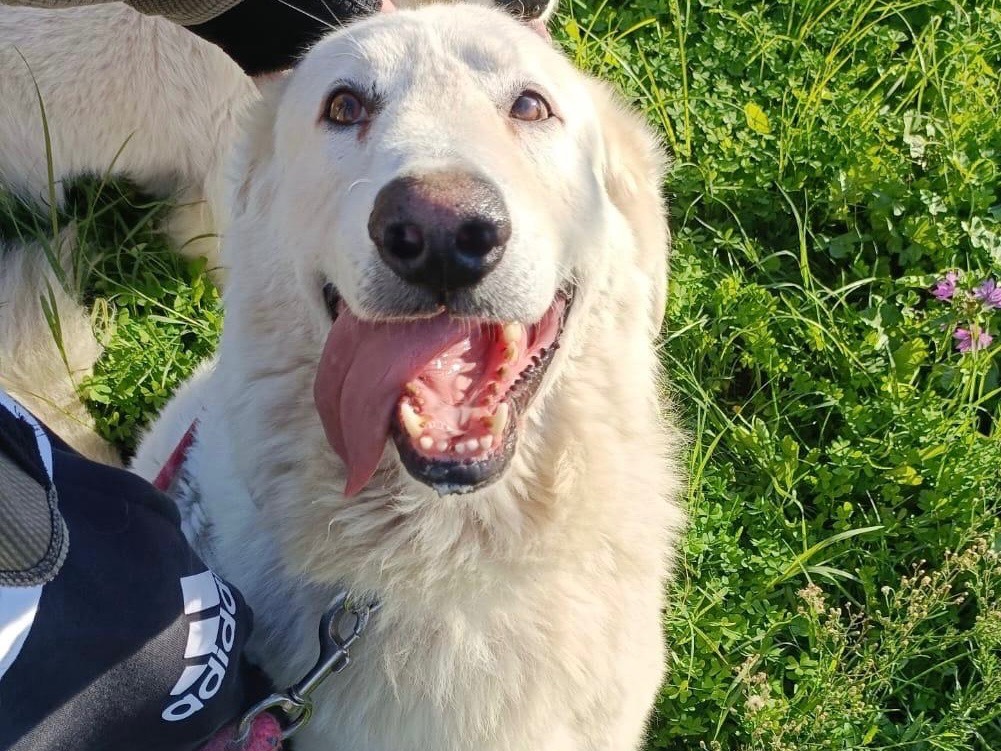 Adotta un cane, maschio, 4 anni e 1 mese, Verona