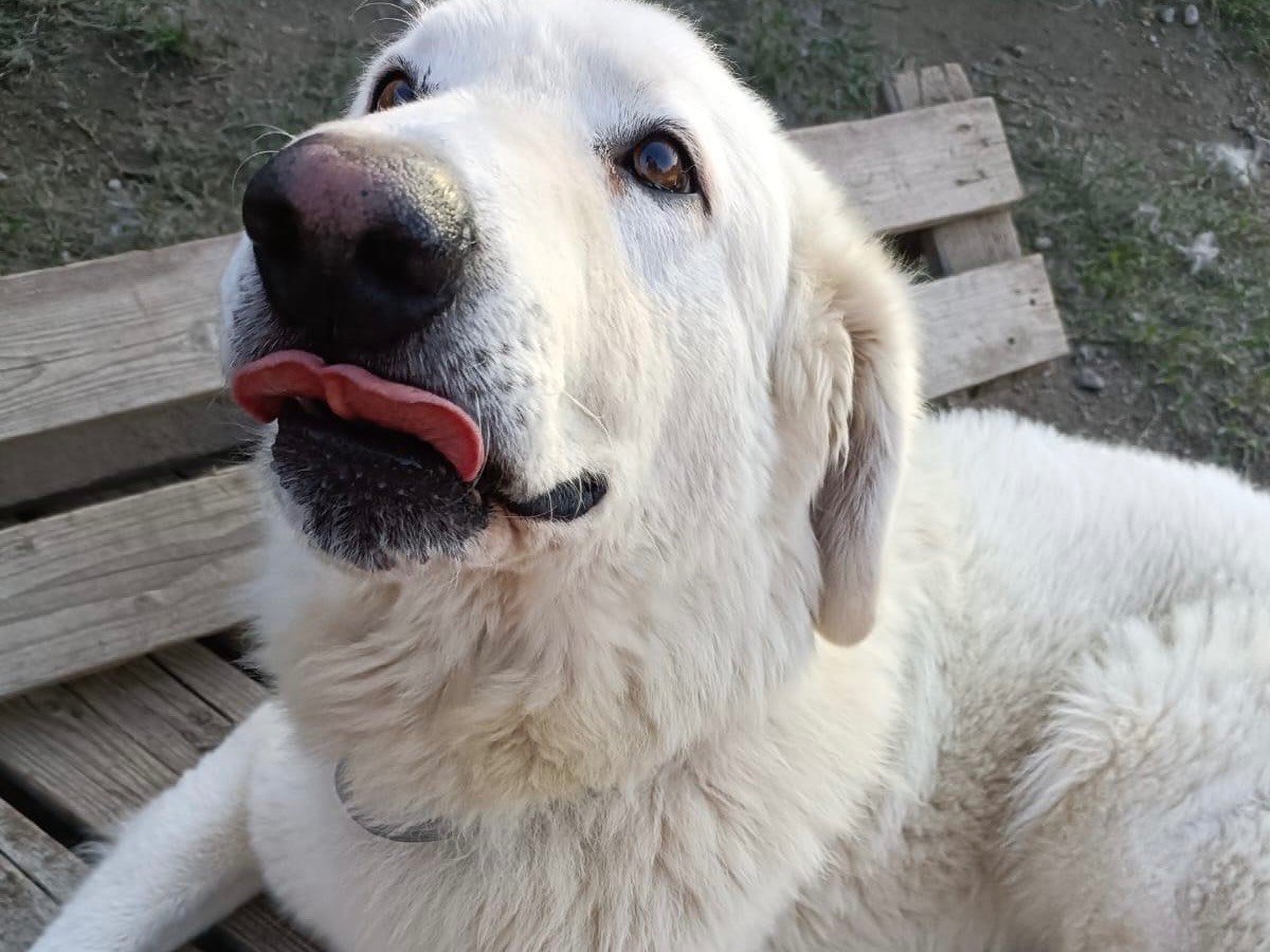 Vuoi adottare un cane a Verona?