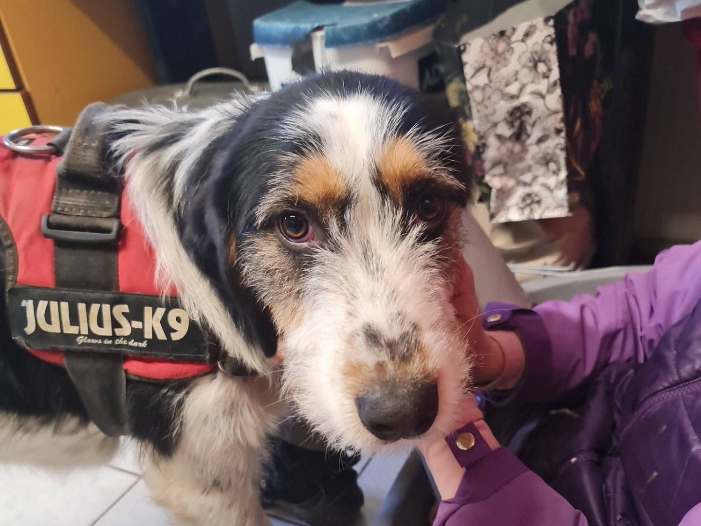 Adozione cane, femmina, Razza sconosciuta Razza sconosciuta, 1 anno e 2 mesi, taglia media, Brescia