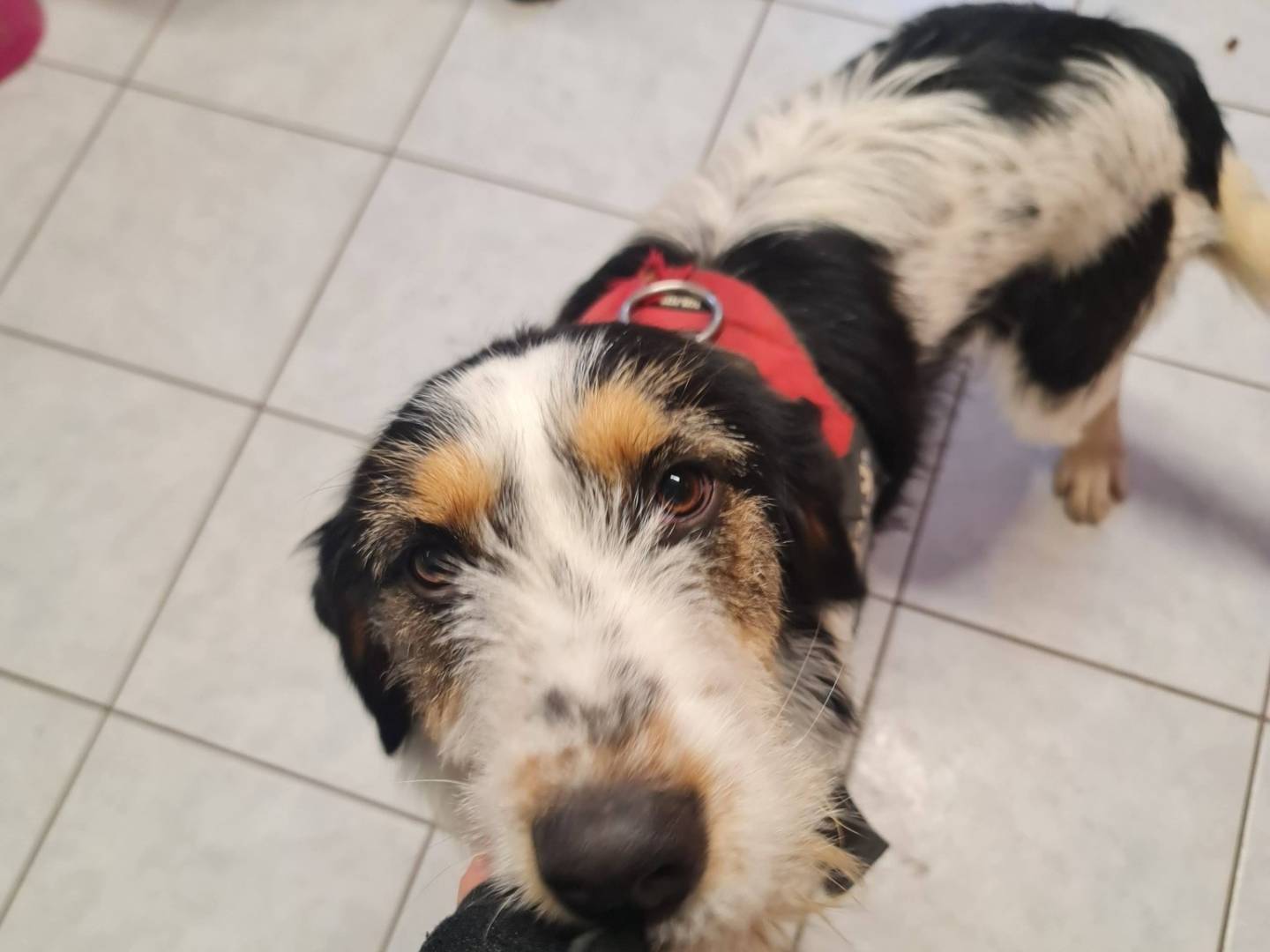 Adotta un cane, femmina, 1 anno e 2 mesi, Brescia