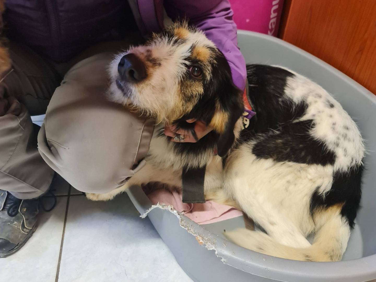Adotta un cane, taglia media, femmina, Brescia
