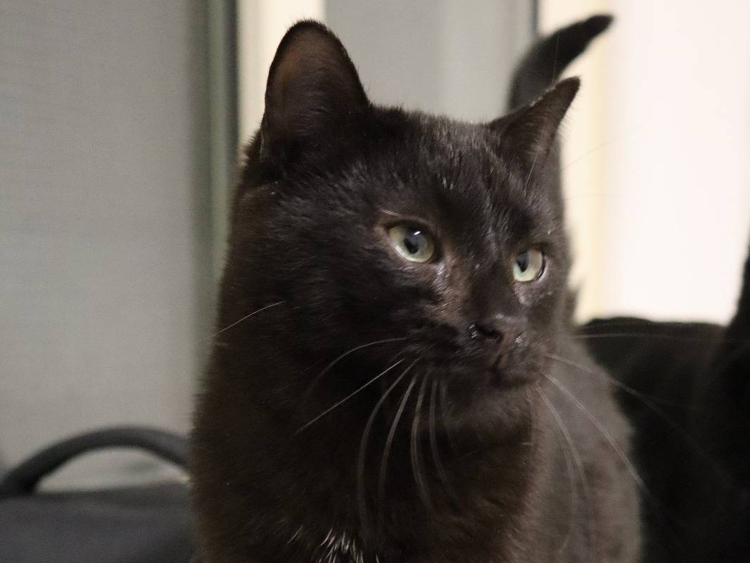 Adotta un gatto, taglia non valida, maschio, Barletta