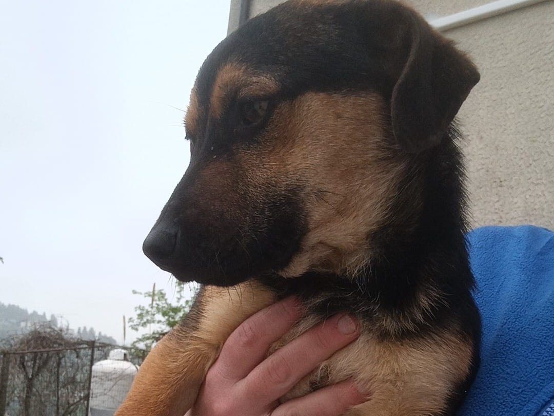 Adotta un cane, maschio, 1 anno e 1 mese, Pescara