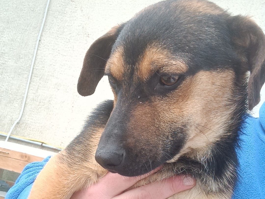 Adotta un cane, taglia piccola, maschio, Pescara