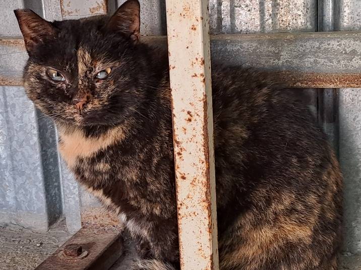 Adotta un gatto, taglia non valida, femmina, Barletta