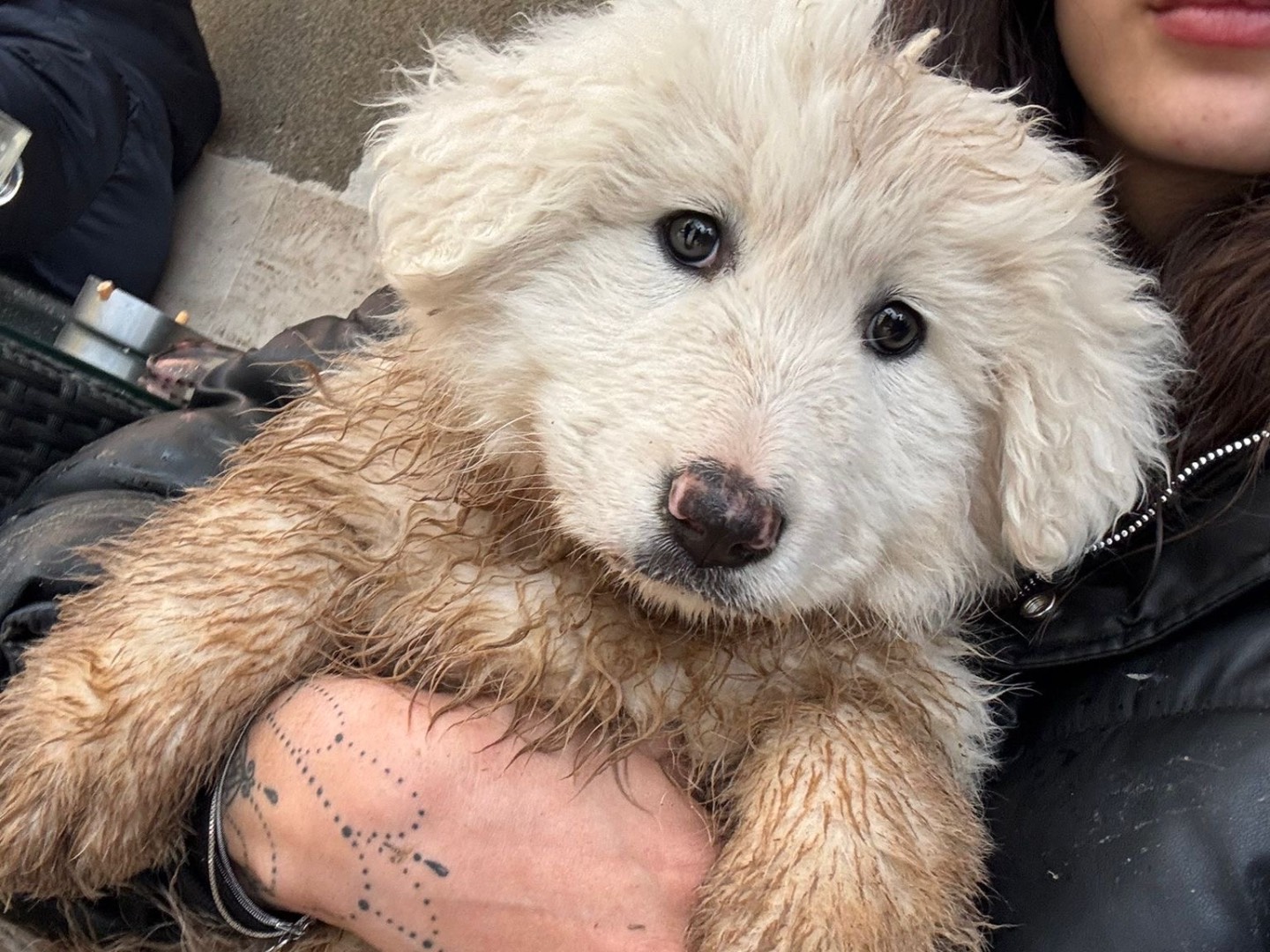 Adozione cane, femmina, Pastore maremmano Razza sconosciuta, 2 mesi, taglia gigante, Laquila
