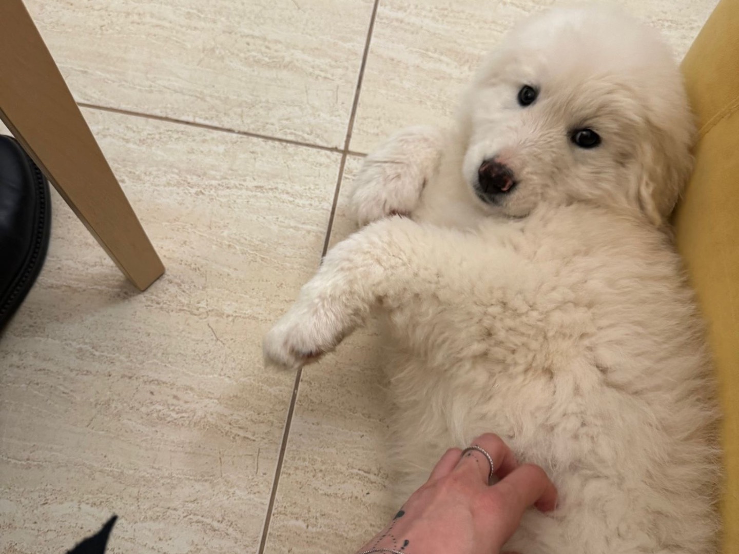 Adotta un cane, femmina, 2 mesi, Laquila