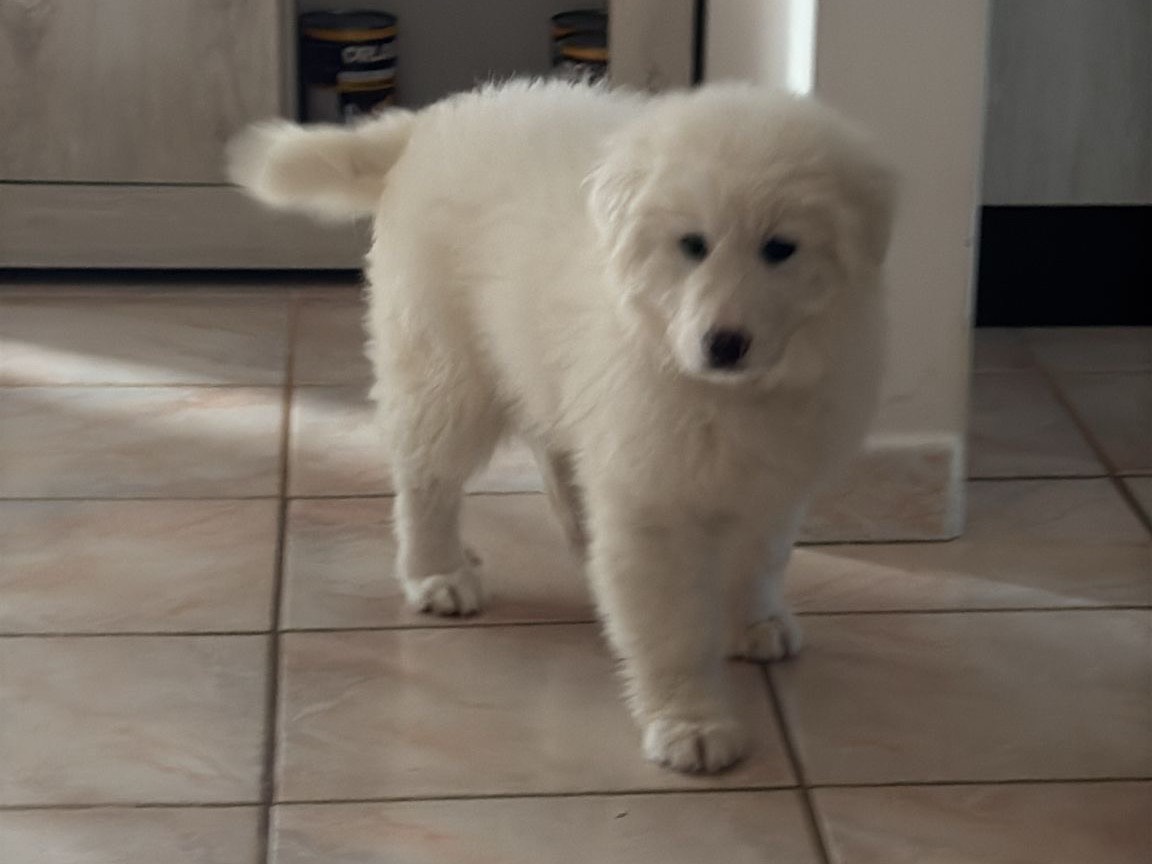 Adotta un cane, taglia gigante, femmina, Laquila