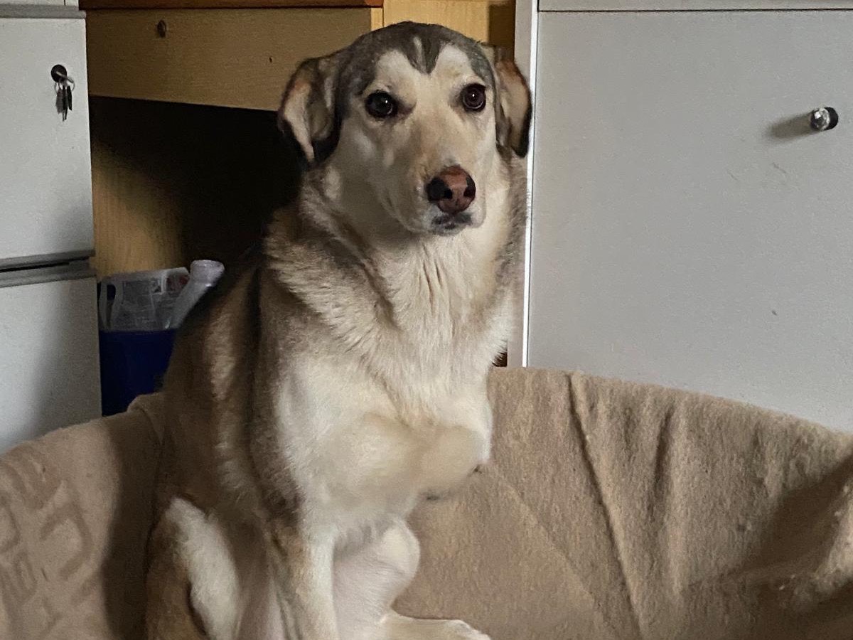 Adotta un cane, femmina, 2 anni e 9 mesi, Teramo