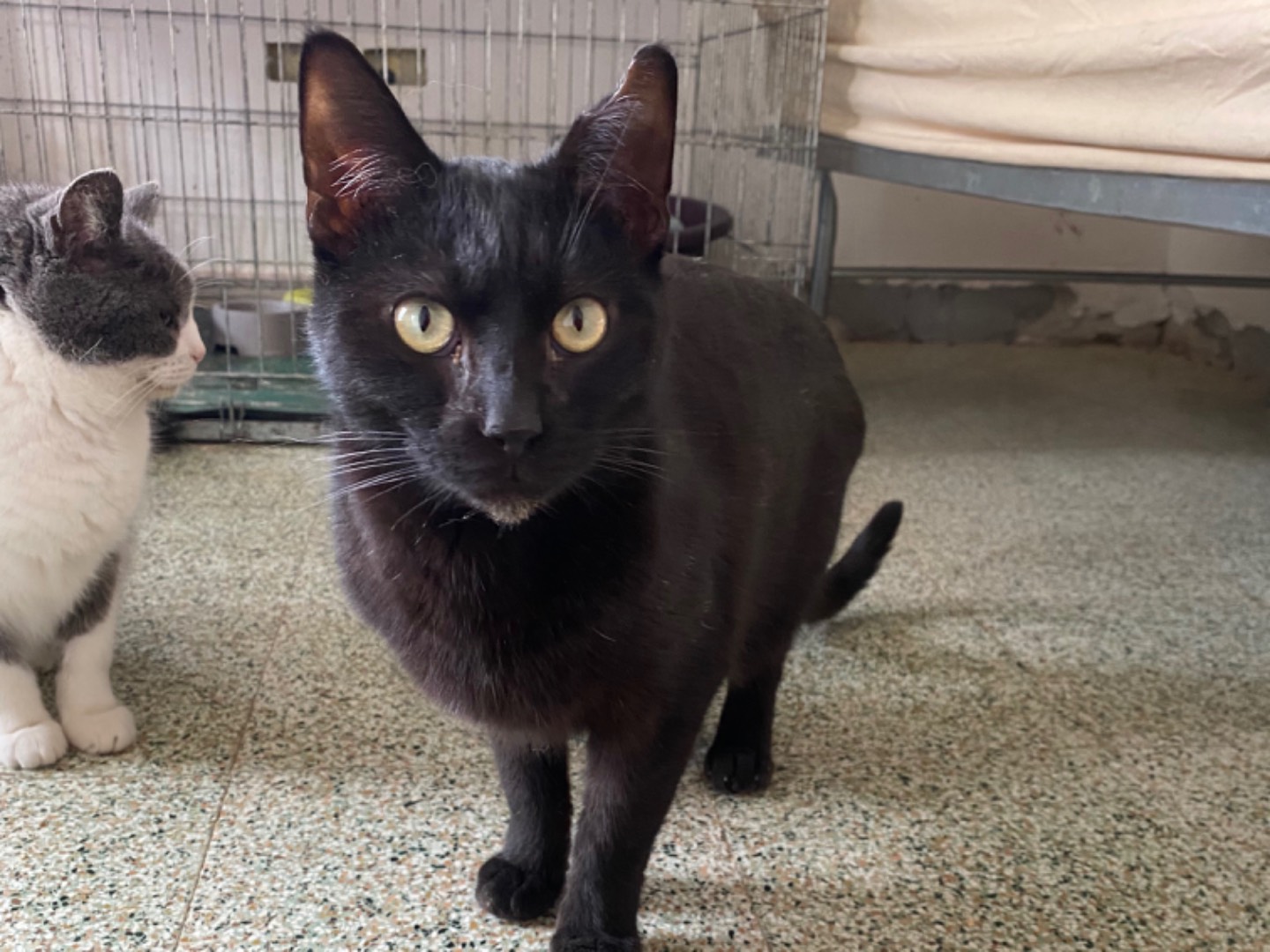 Adozione gatto, femmina, Razza sconosciuta Razza sconosciuta, 4 anni e 2 mesi, taglia non valida, Teramo