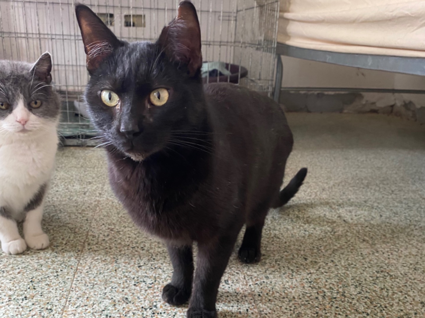 Adotta un gatto, femmina, 4 anni e 2 mesi, Teramo