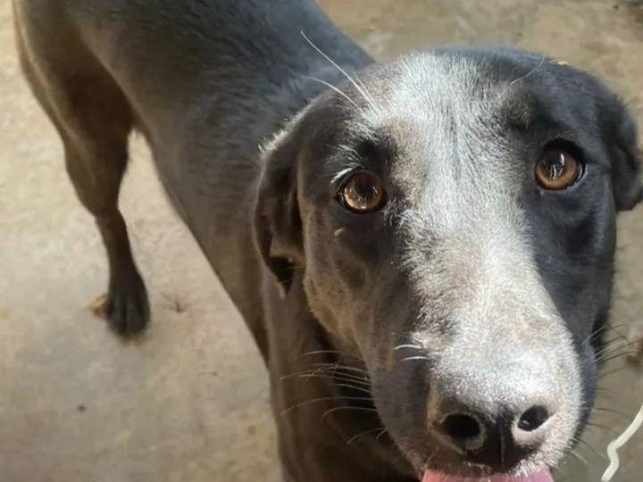Adozione cane, femmina, Razza sconosciuta Razza sconosciuta, 3 anni e 9 mesi, taglia media, Catanzaro