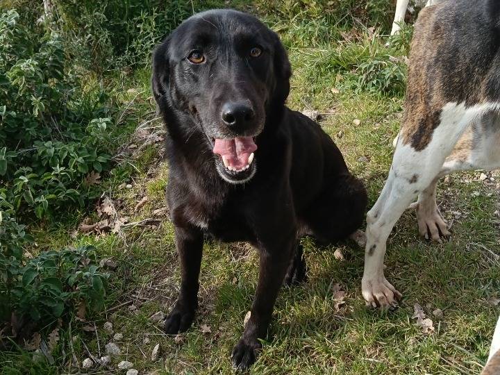 Adotta un cane, femmina, 3 anni e 9 mesi, Catanzaro