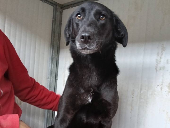 Adotta un cane, taglia media, femmina, Catanzaro