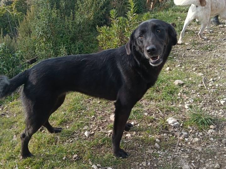 Adotta il cane Nancy  a Catanzaro
