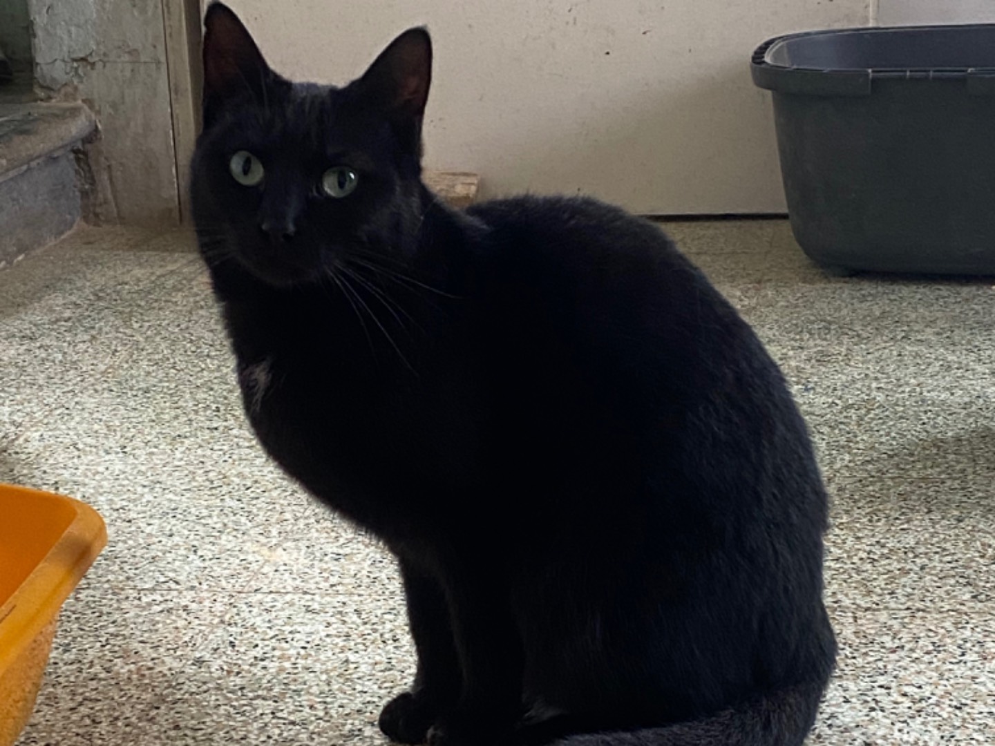 Adozione gatto, femmina, Razza sconosciuta Razza sconosciuta, 4 anni e 2 mesi, taglia non valida, Teramo