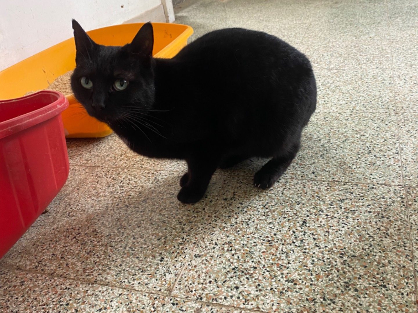 Adotta un gatto, femmina, 4 anni e 2 mesi, Teramo