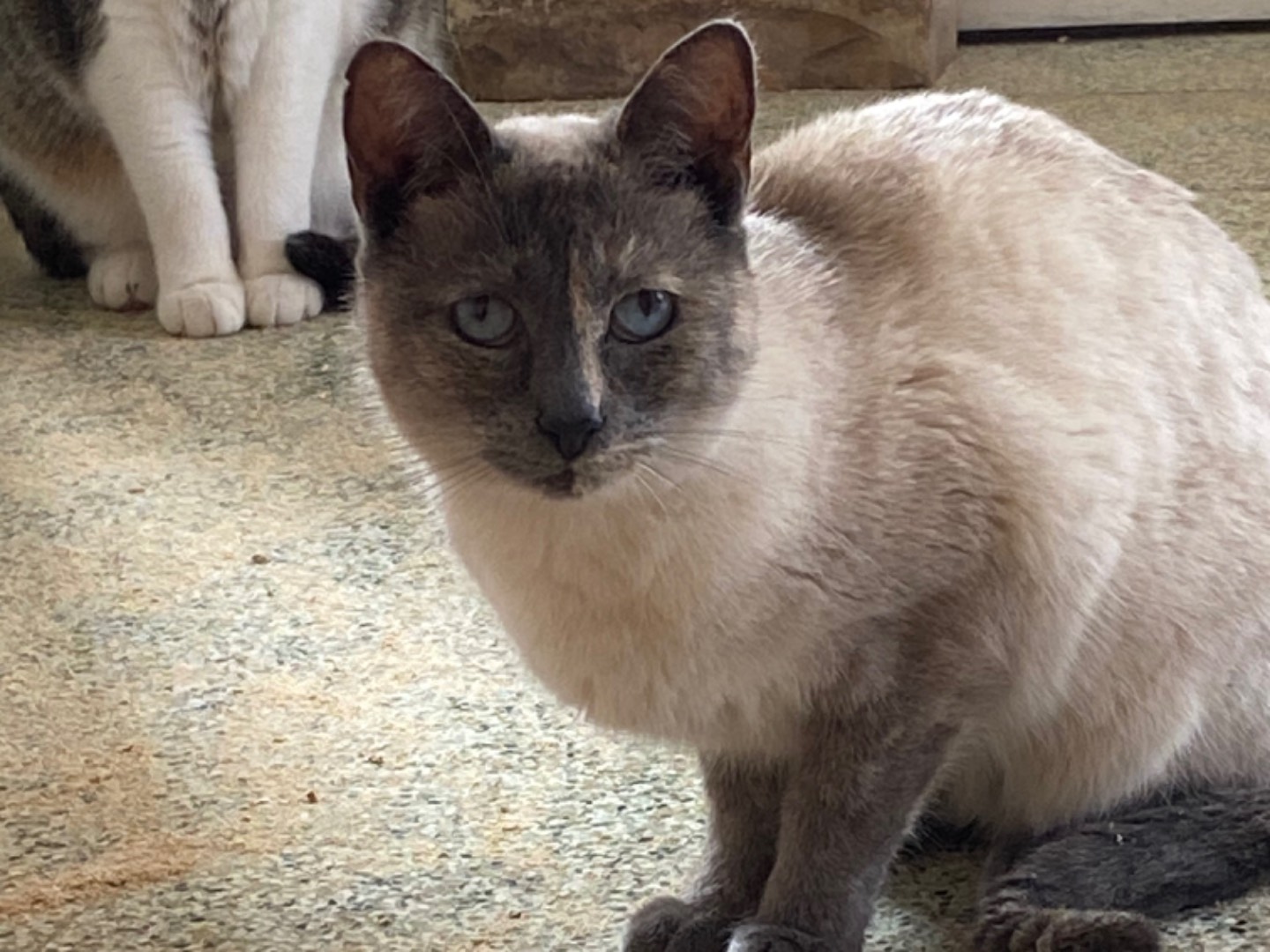 Adozione gatto, femmina, Razza sconosciuta Razza sconosciuta, 6 anni e 2 mesi, taglia non valida, Teramo