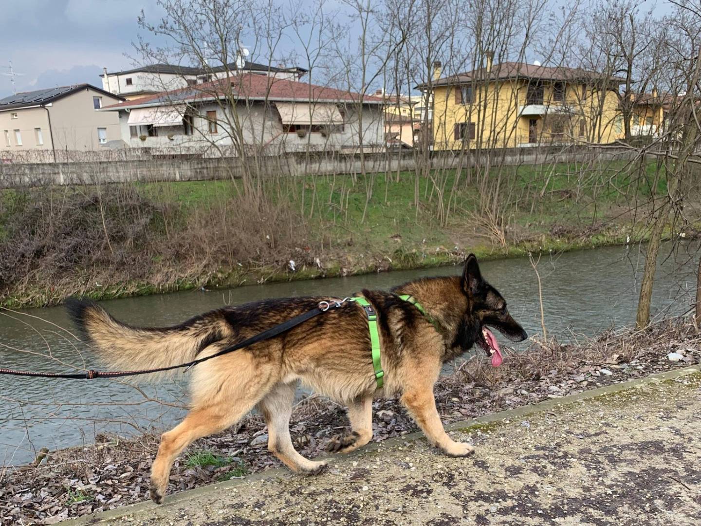 Adotta un cane, maschio, 4 anni e 2 mesi, Brescia